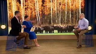 Żubry - zwierzęta o wrażliwym sercu 