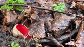 Oto grzybowy "przebiśnieg" zwiastujący wiosnę. "Smakuje jak lekko zatęchła rzodkiewka"