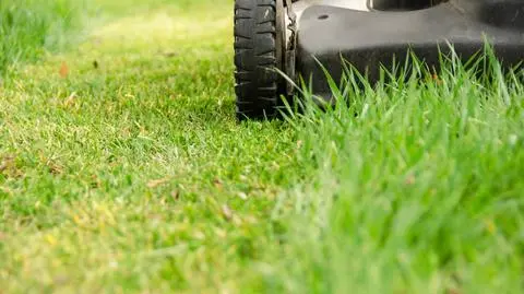 Czym jest aeracja trawnika i kiedy ją wykonywać? Sprawdź, jak przygotować trawnik po zimie