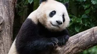 Na tropie pandy wielkiej. Co warto wiedzieć o tym niezwykłym zwierzaku?