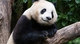 Panda Wielka