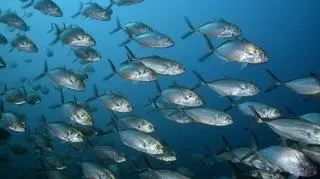 Sen o rybach - jak go interpretować? Poznaj interpretację i analizę z sennika