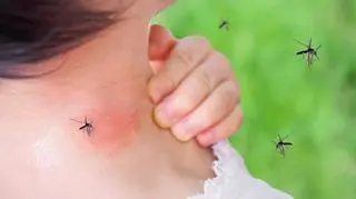 Najbardziej niebezpieczne zwierzęta na świecie. Groźne odmiany spotkamy także w Europie 
