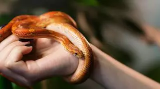 Terrarium dla węża zbożowego – jakie wybrać?