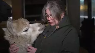 Pokochała alpaki od pierwszego wejrzenia