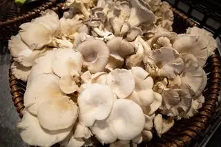 Boczniak ostrygowaty