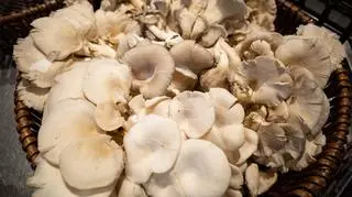 Boczniak ostrygowaty