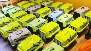 Aktualnie czytasz: Niezwykła, wojenna historia 28 kotów, które połączyły kobiety z 4 krajów