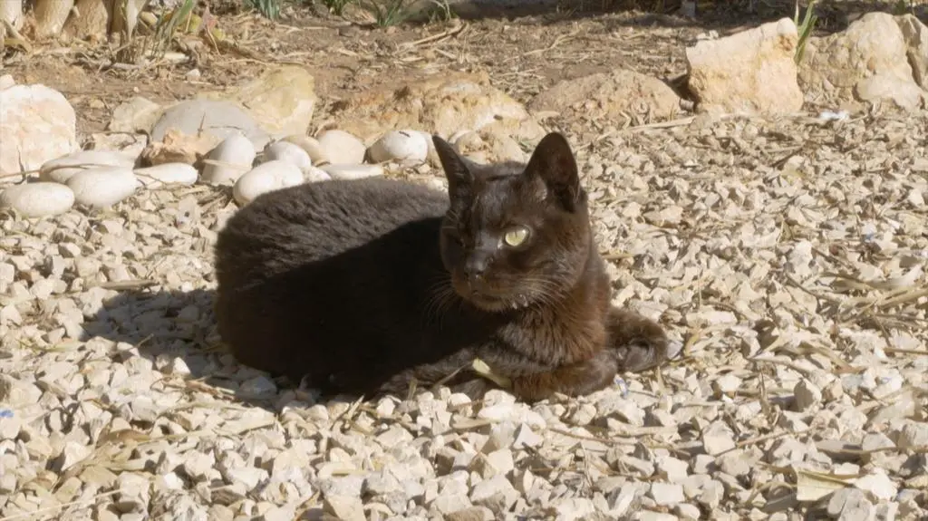 Kot