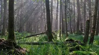 Las w Polsce