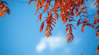 Pogoda na czwartek 20 października. Czy to koniec ciepłej jesieni?