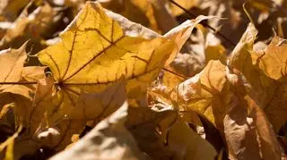 Pogoda na środę 9 listopada. Gdzie spodziewany jest deszcz?