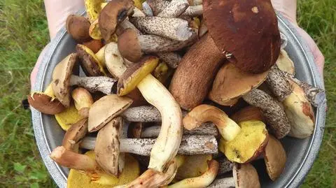 Jak wyczyścić grzyby z piasku? Ten trik pomoże Ci usunąć wszelkie zanieczyszczenia