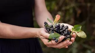 Aronia to zdrowy i smaczny owoc, z którego zrobisz sok, nalewkę i wino. Sprawdź nasze przepisy