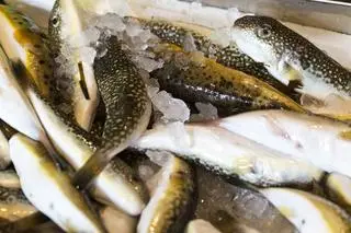 Ryba Fugu
