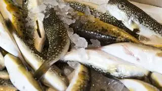 Ryba Fugu