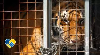 Uratowano zwierzęta z kijowskiego zoo 
