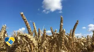 Uprawy zbóż