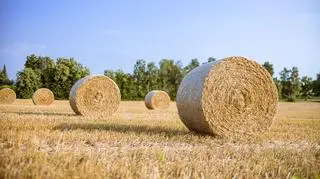 Dożynki - co to za święto? Jakie zabawy mu towarzyszą?