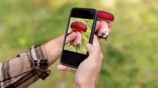 Z tymi aplikacjami nie zgubisz się w lesie i rozpoznasz grzyby. Które z nich warto mieć na grzybobraniu?