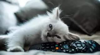 Filmy o kotach idealne na Dzień Kota. Co warto obejrzeć?