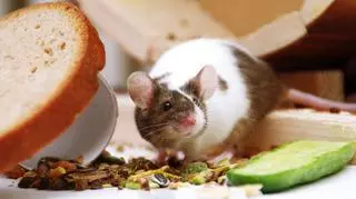 Jak się pozbyć myszy z domu domowymi sposobami? Sprawdź, jak to zrobić