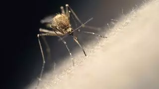 Domowe sposoby na odstraszanie komarów. Jak załagodzić ich ukąszenia?