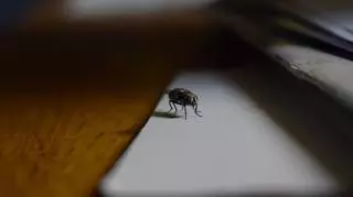 Domowe sposoby na odstraszanie natrętnych much