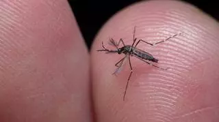 Denga to jedna z chorób, która przybyła do Europy przez zmiany klimatyczne. Jakie są jej objawy?