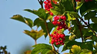 Te owoce mogą pomóc przy bolesnych miesiączkach. Gdzie zbierać i jak wykorzystywać kalinę koralową?