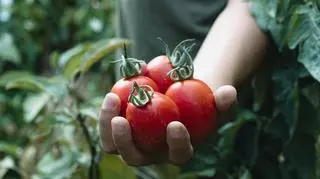 Czy da się zjeść za dużo pomidorów? Sprawdź, jakie są skutki ich "przedawkowania"