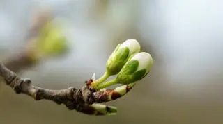 Jadalne pączki roślin - które można jeść i co z nich zrobić?