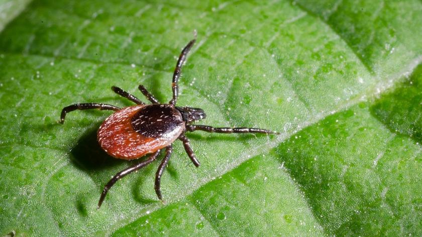 Kleszcz siedzi na liściu