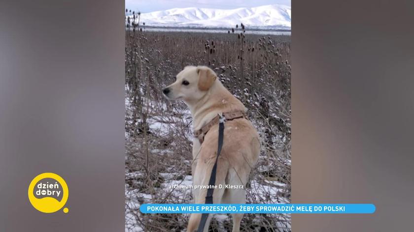 pies Mela uratowany przez stewardesę