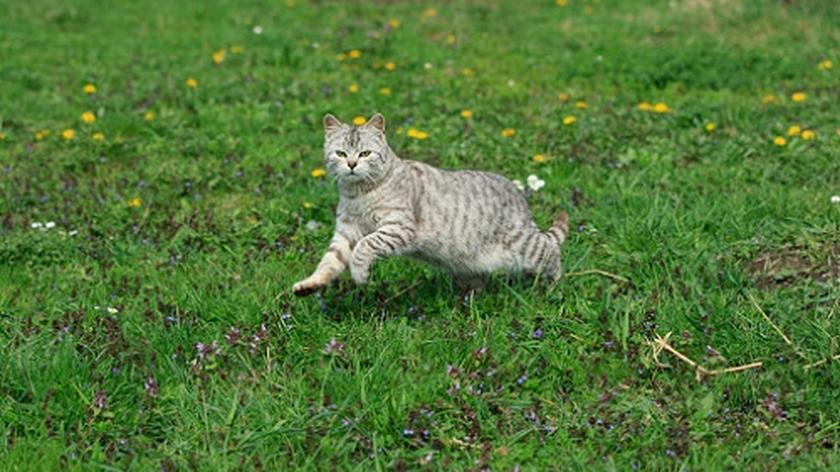 szary kot biegnie po łące