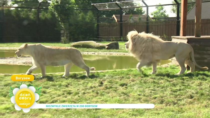 ZOO Safari Borysew biały lew