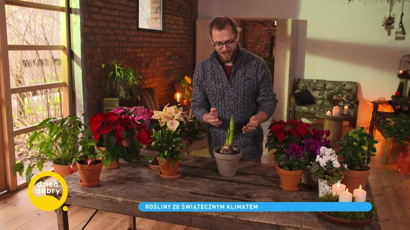 Łukasz Skop o kwiatach kwitnących zimą 