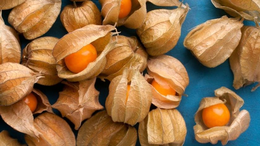 Physalis