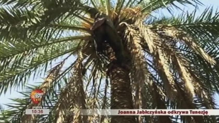 Odkrywamy Tunezję z Joanną Jabłczyńską