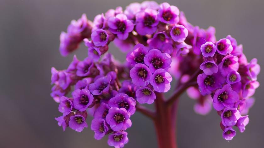 Różowa bergenia