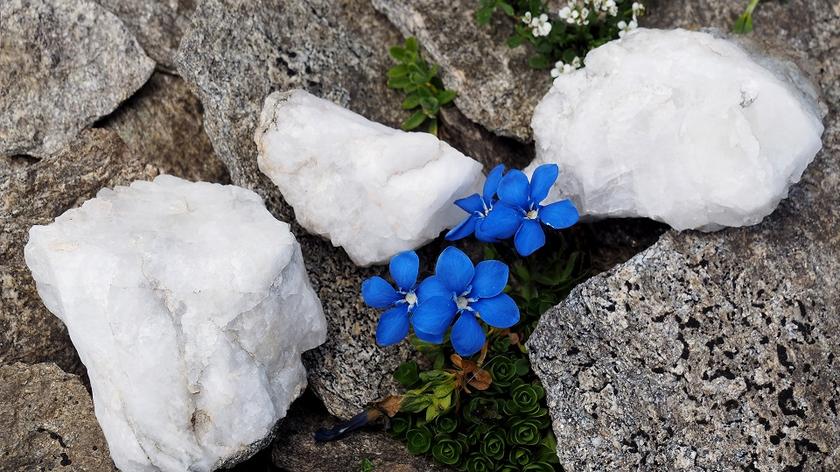 Ułudka wiosenna - kwiat