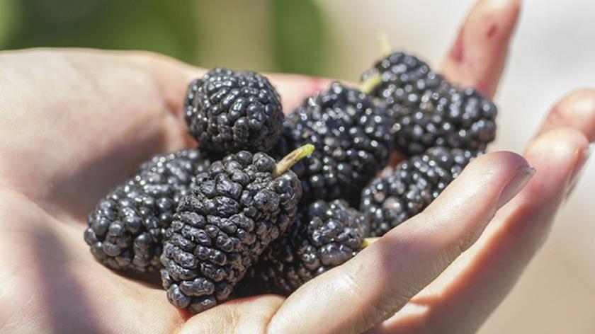 Morwa czarna w dłoni