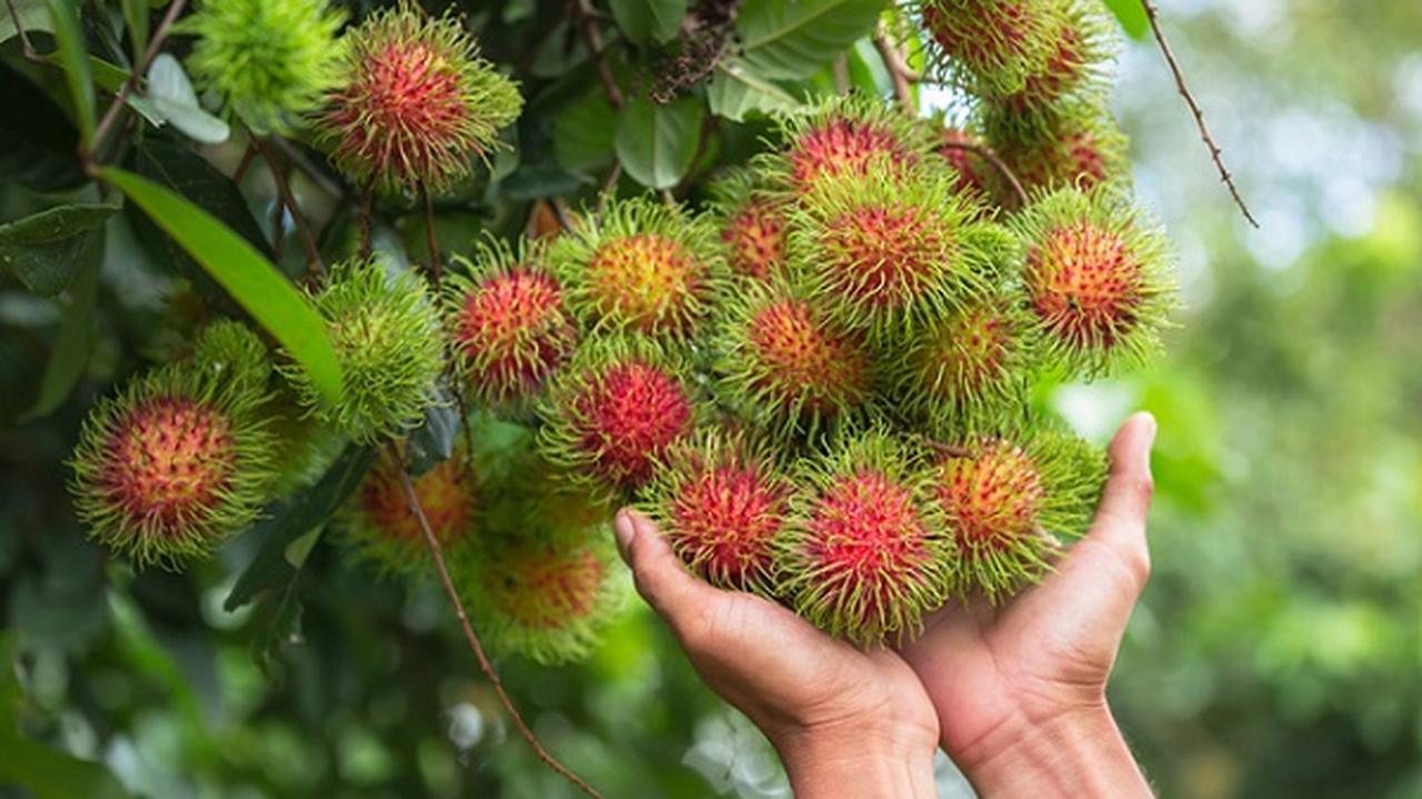 Owoce rambutan na drzewie trzymane w dłoniach 