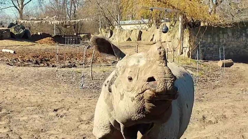 Nosorożec w zoo w Warszawie