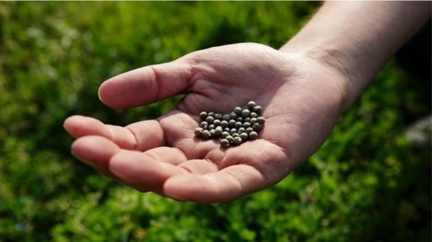 Męska dłoń trzymająca nasiona