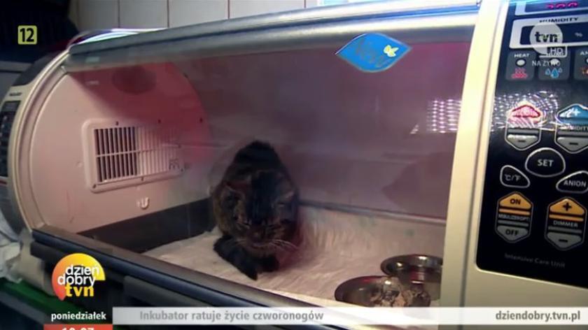 Kot w inkubatorze