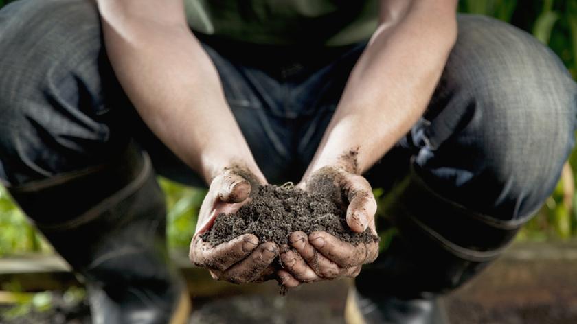 Ziemia w rękach ogrodnika.