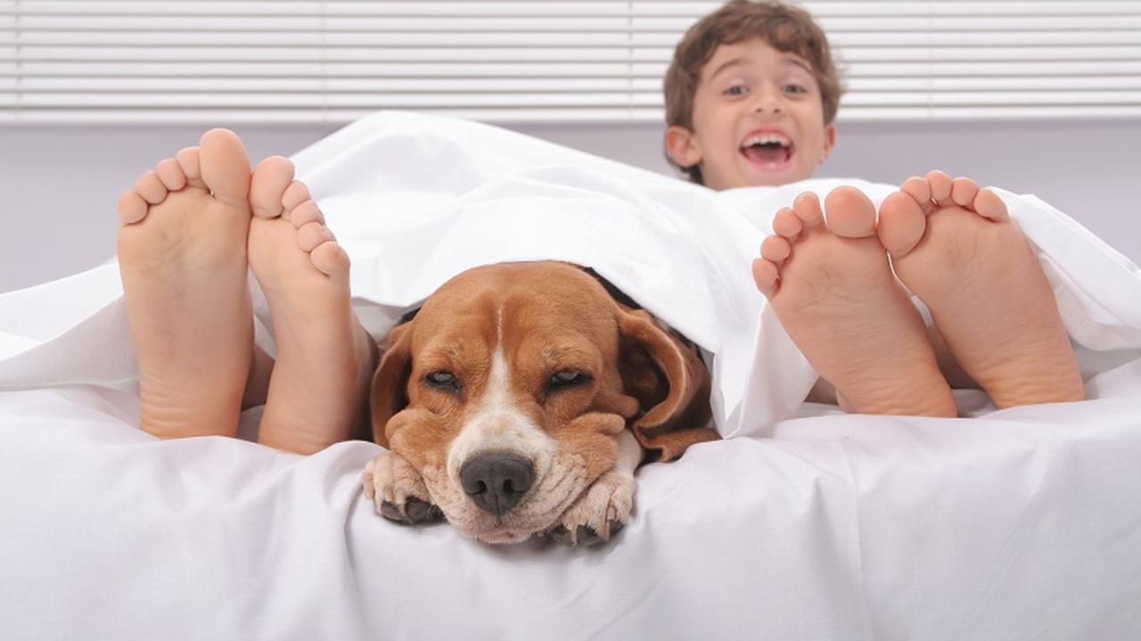 Pies w łóżku między stopami, domowe sposoby na odciski