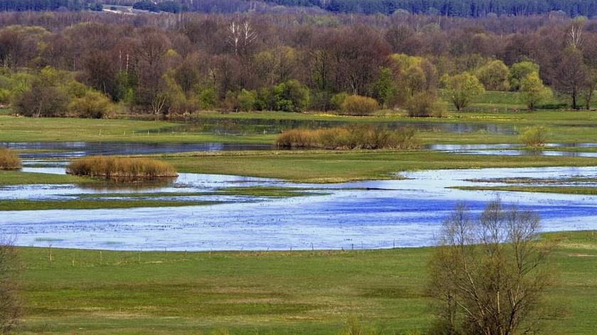 narwiański park narodowy