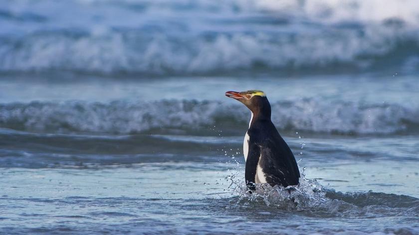 Pingwin na plaży